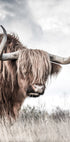 Highland Cattle Plakat - Posterbox.no