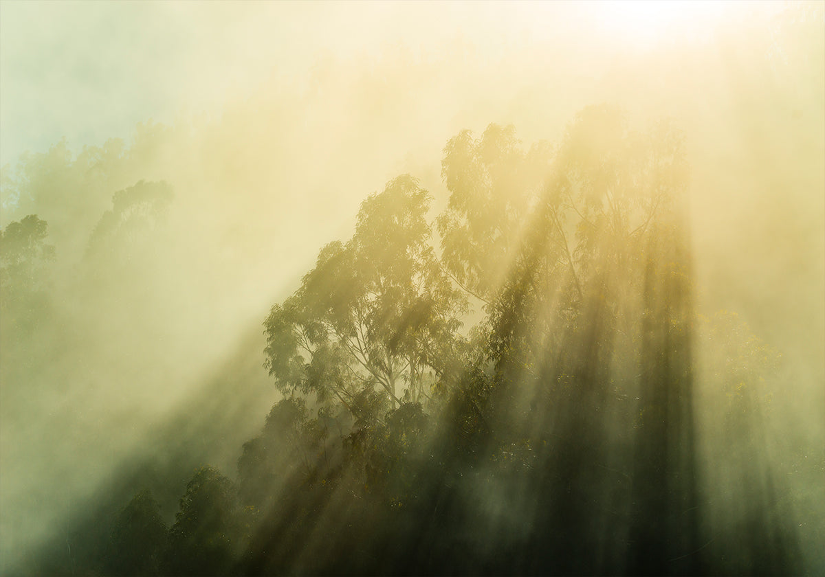 Nebeliger Wald III