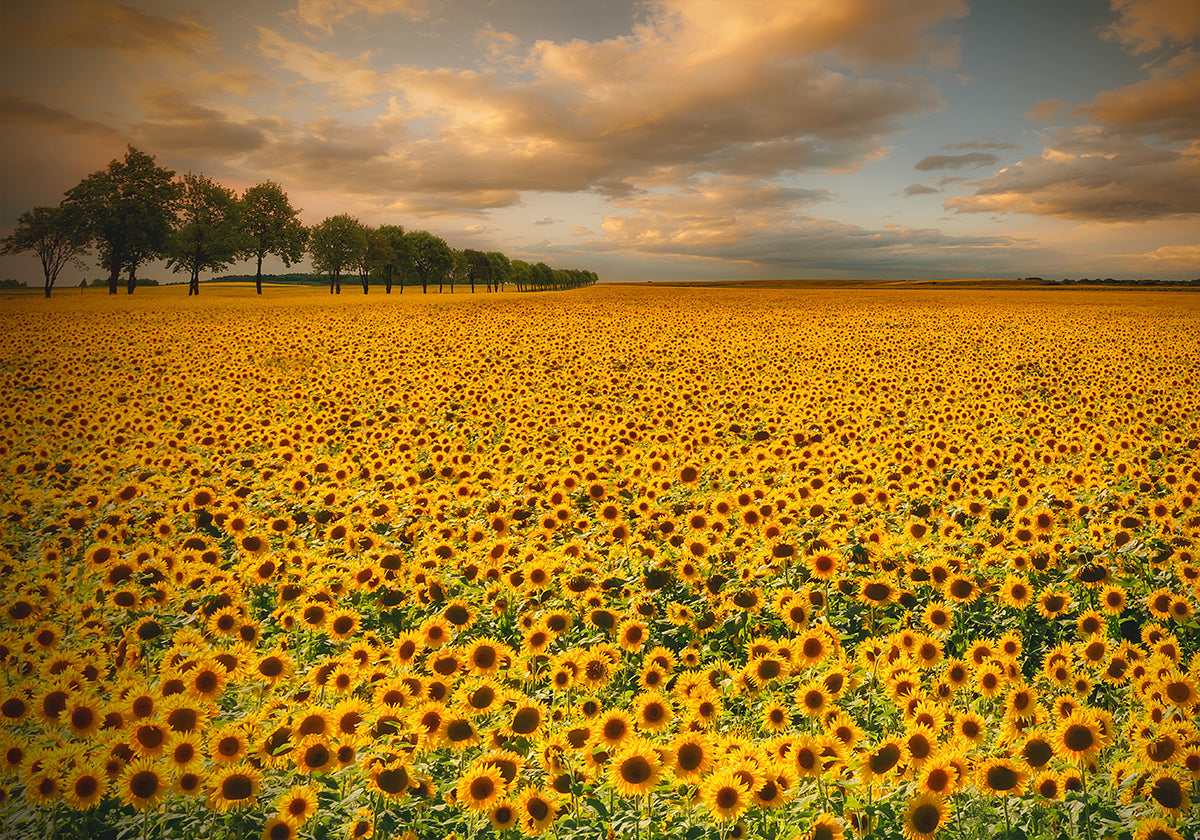 Sonnenblumen