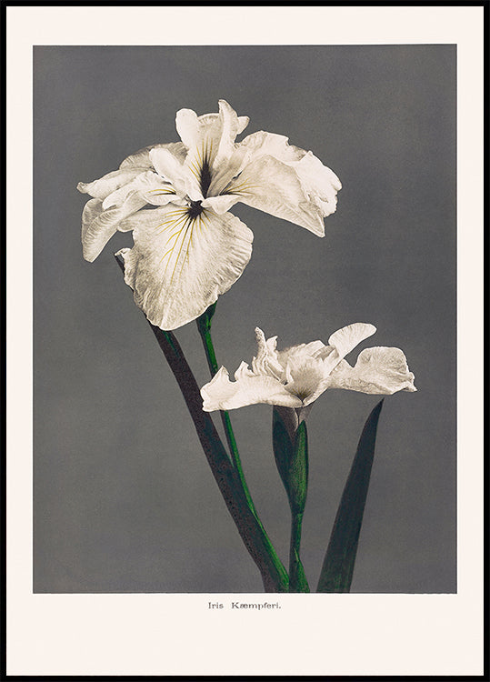 Iris Kæmpferi Poster