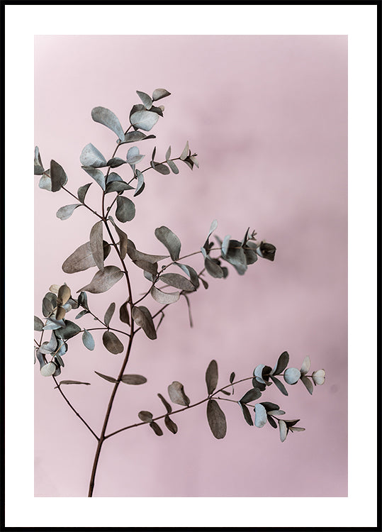 Eukalyptus 12