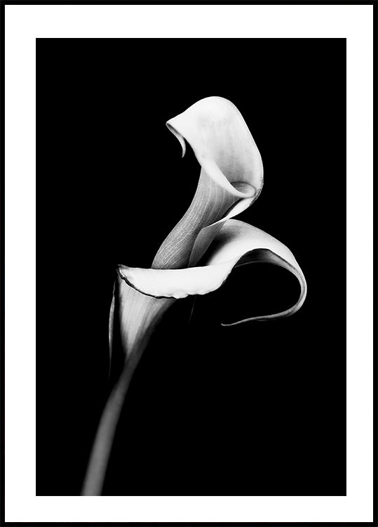 Calla Lily Plakat - Posterbox.dk