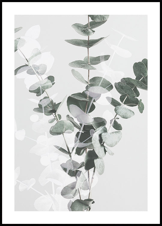 Eukalyptus Nr.3 Poster