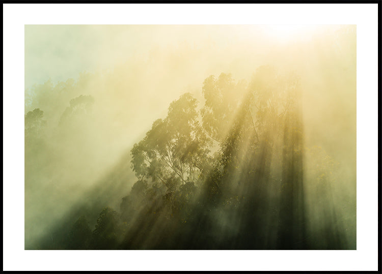 Nebeliger Wald III