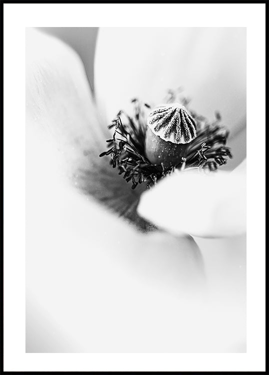 White Tulip Plakat - Posterbox.dk