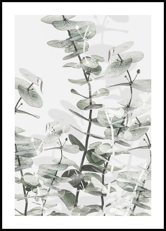 Eukalyptus Nr.3 Poster