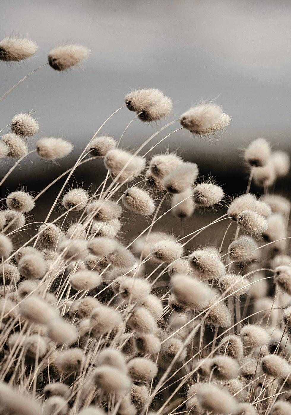 Reeds Field Plakat - Posterbox.dk