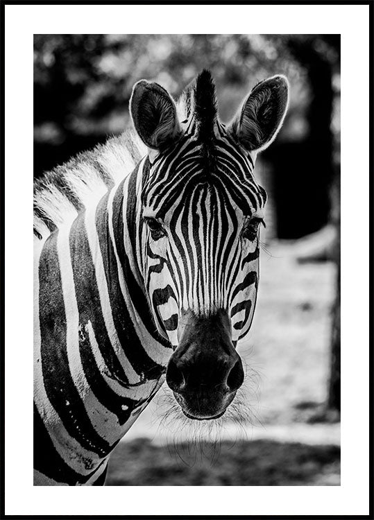 Zebra Plakat - Posterbox.dk