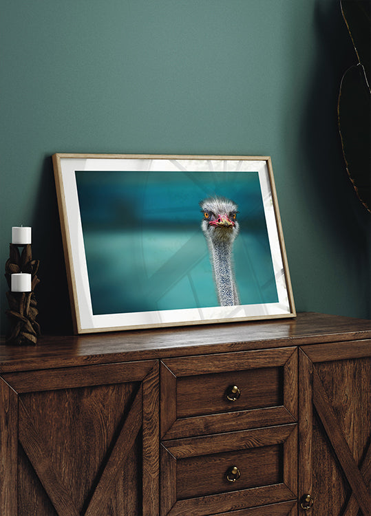 Strauß schützt zwei arme Hühner vor dem Wind