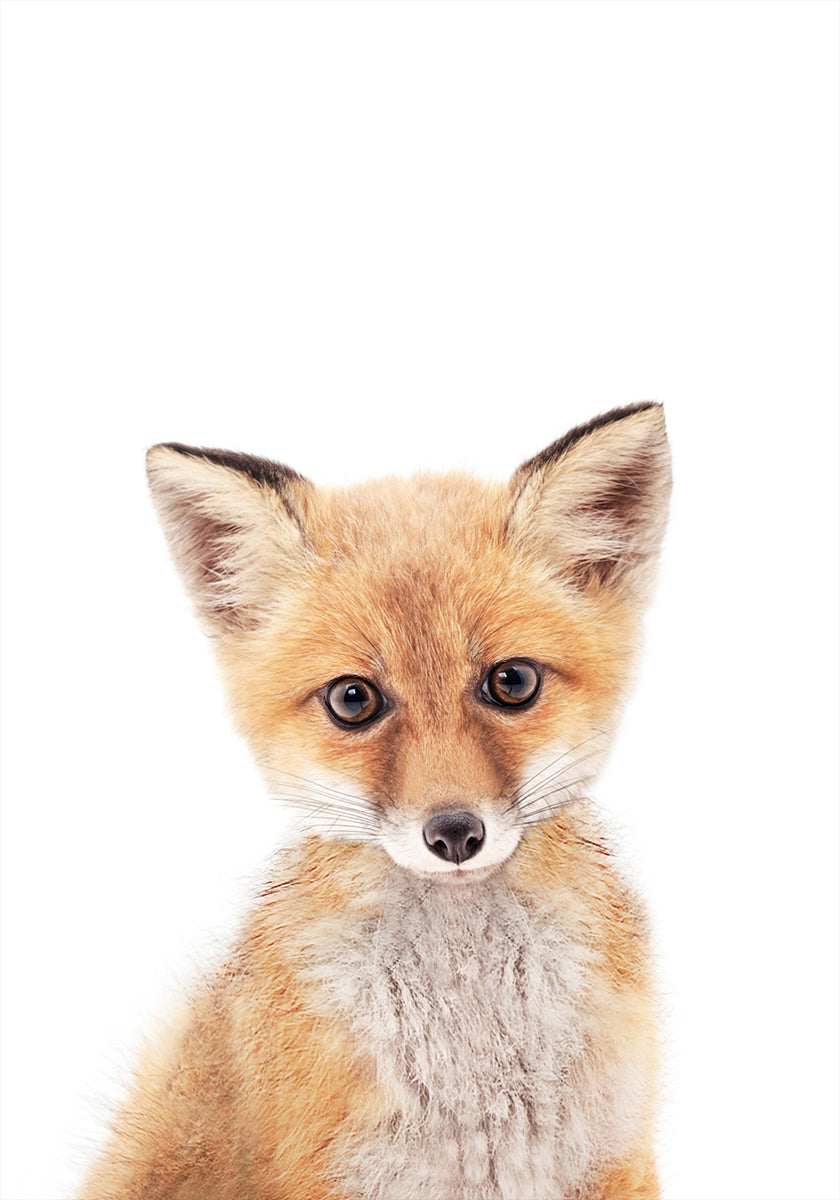 Baby-Fuchs-Poster