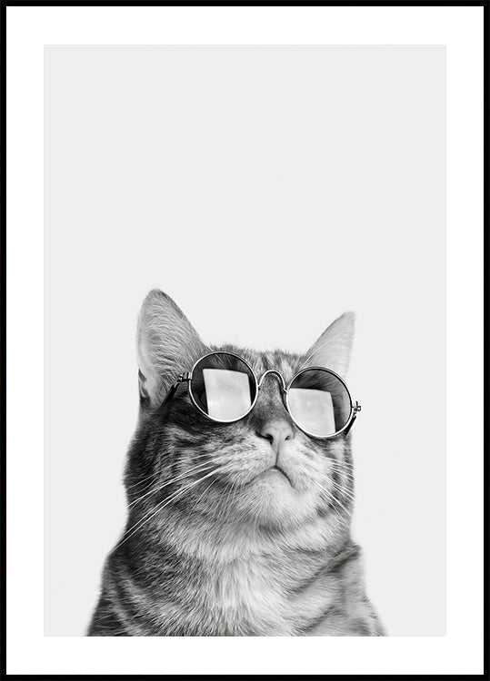 Cool Cat in Sunglasses Plakat - Posterbox.dk