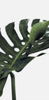 Monstera-plante №1 Plakat - Posterbox.dk