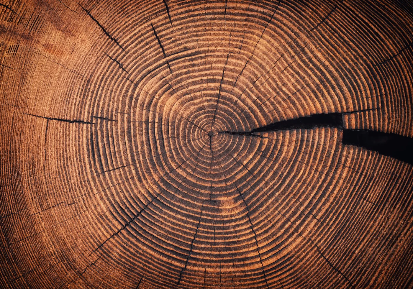 Rings of Time: A Tree’s Life Story Plakat - Posterbox.dk