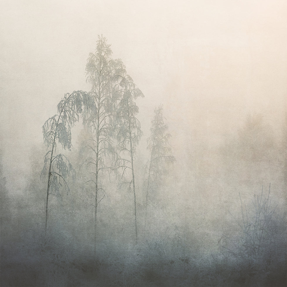 Silent Pines in the Mist Plakater