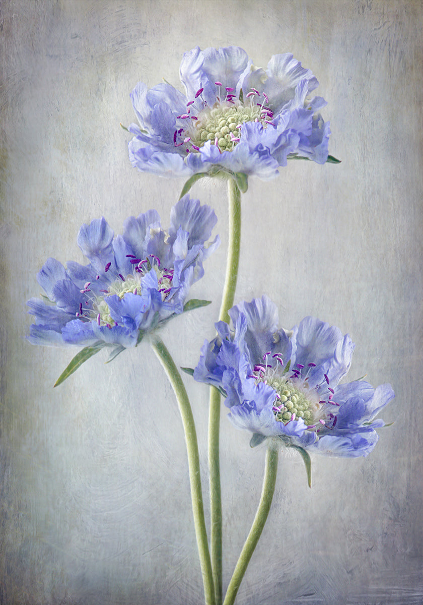 Scabiosa-Poster