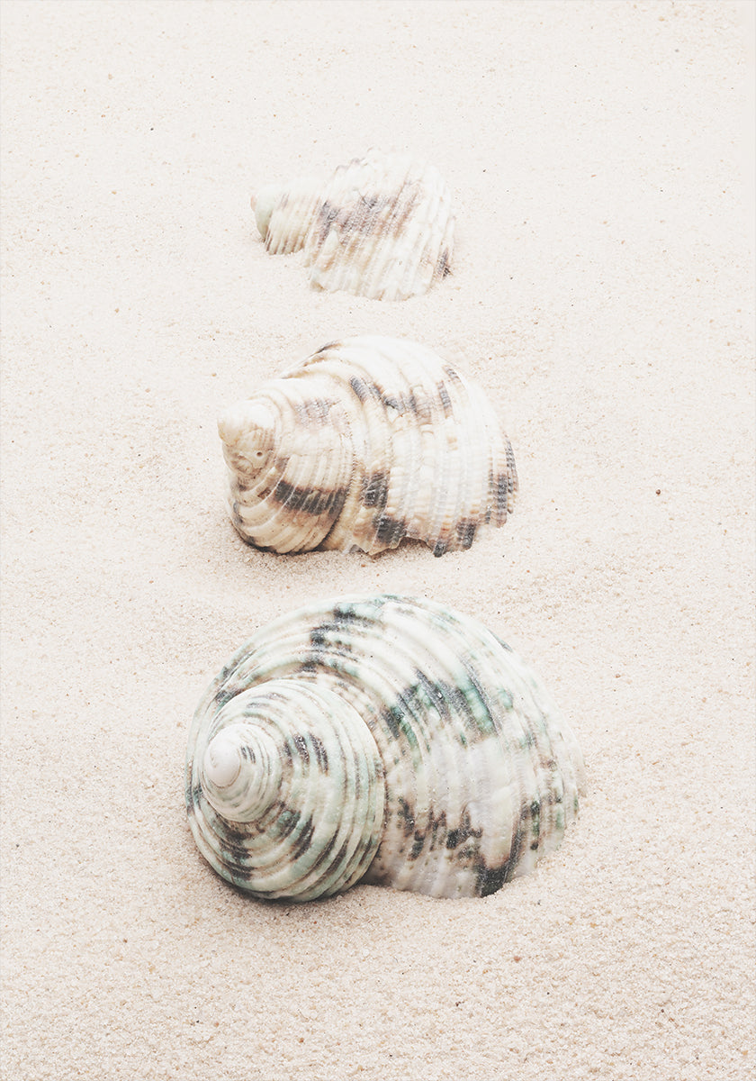 Muscheln