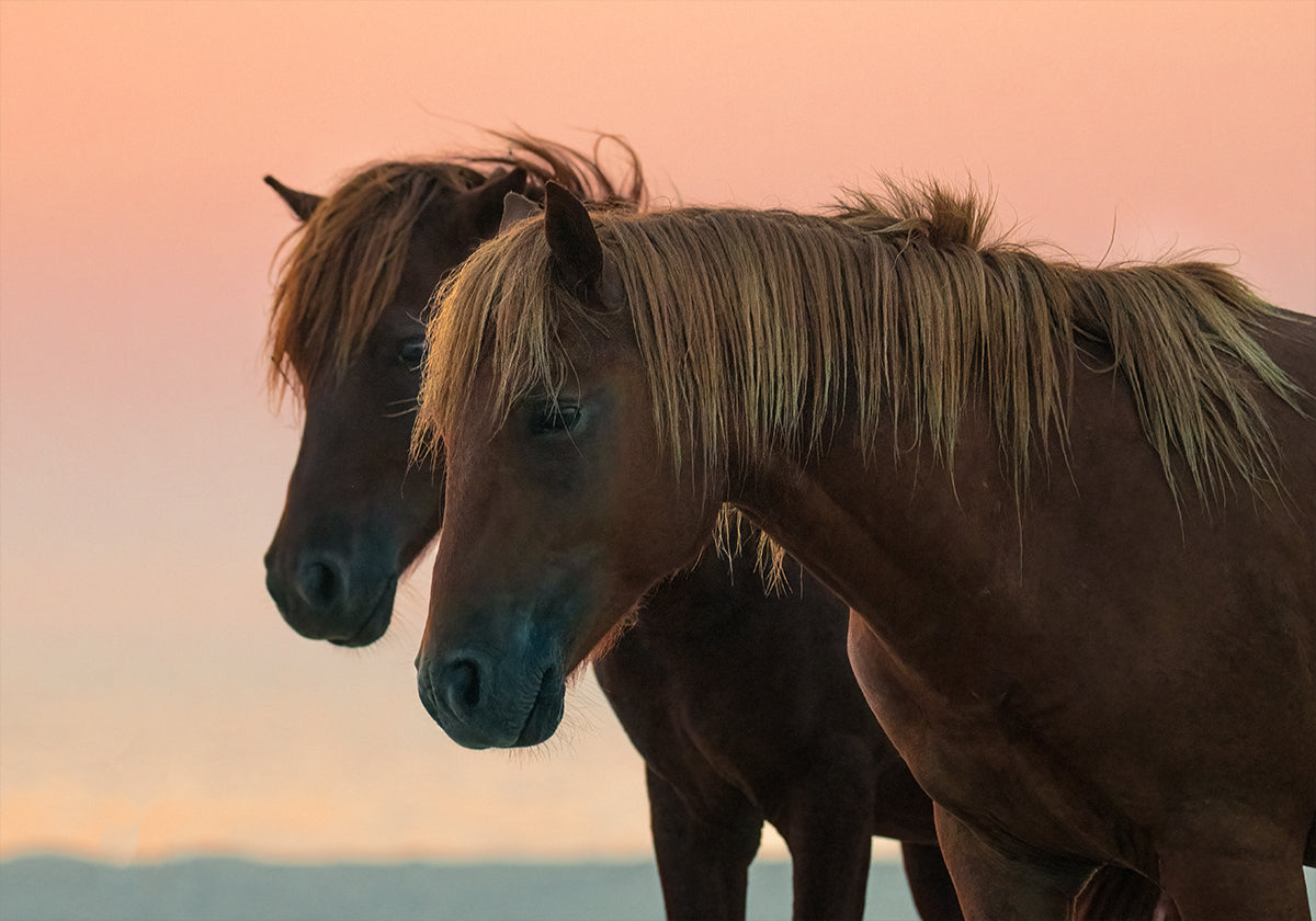 Ich freue mich auf das Poster