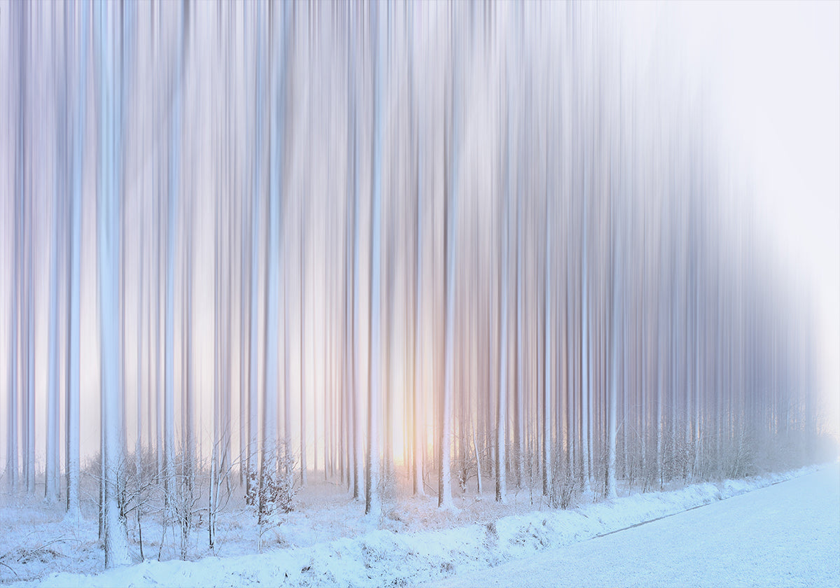 Poster „Ein Vorhang aus Bäumen“.