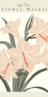 Flower Market Cap Town Amaryllis Plakat - Posterbox