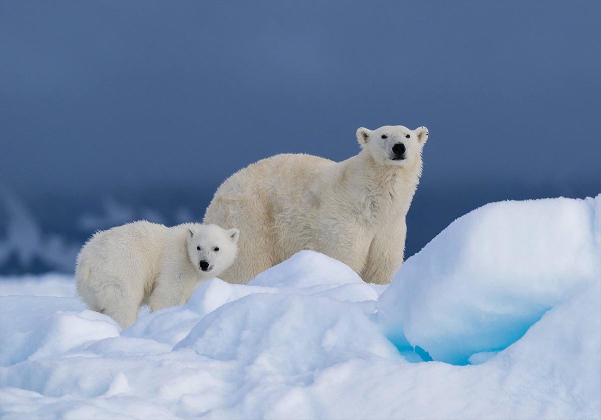 Mama und Baby Poster