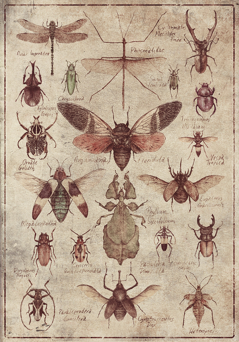 Poster mit Insekten im Vintage-Stil