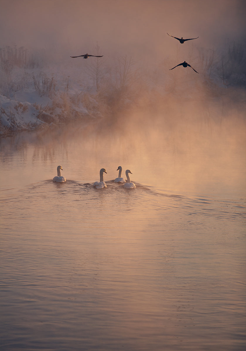 Wo der Nebel nicht hinkam Poster