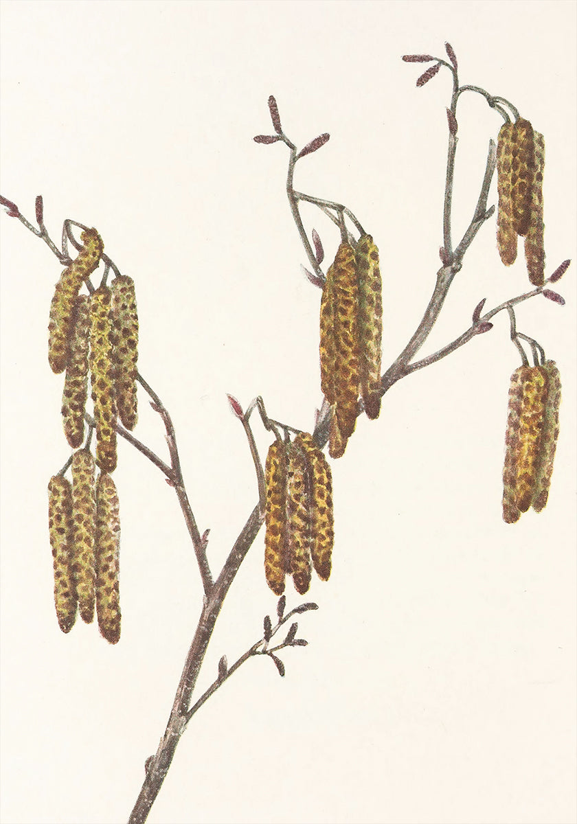 Hasel-Erle (alnus Regosa) aus nordamerikanischen Wildblumen (1925) von Mary Vaux Walcott. Plakat