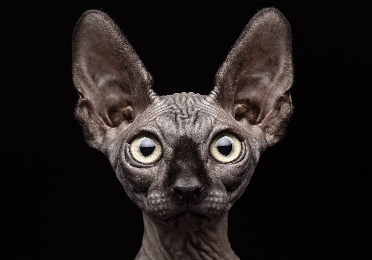 Sphynx-Katze