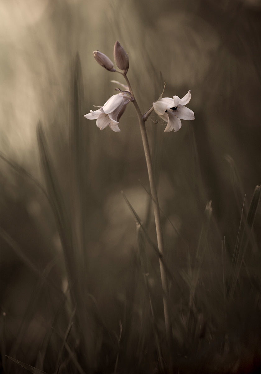Eine kleine Blume auf dem Boden Poster