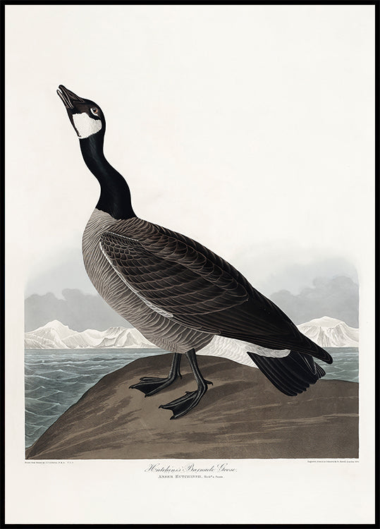 Hutchins's Barnacle Goose From Birds of America (1827) (NEW) - Posterbox