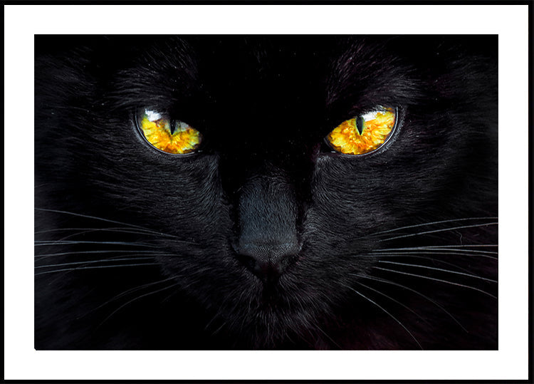 Der Hypnotiseur der Nacht