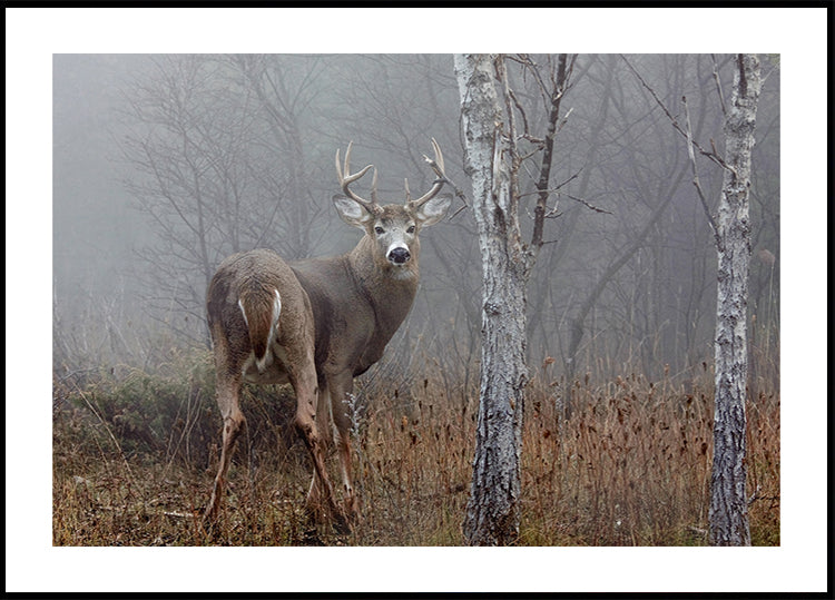 Poster Weißwedelbock - Im Herbstnebel