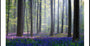 Bluebells Poster