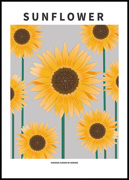 Sonnenblume - Nationalblume und Ukraine-Poster