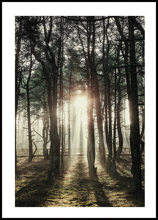 Sunlight Through The Trees Plakat - Posterbox.dk