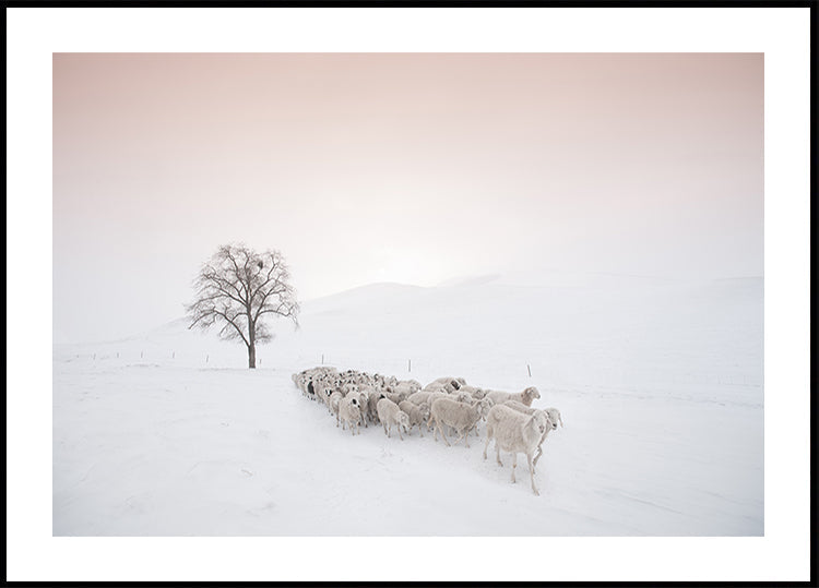 Flock looking for food Plakat - Posterbox