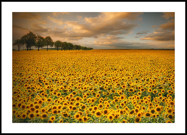 Sonnenblumen-Poster