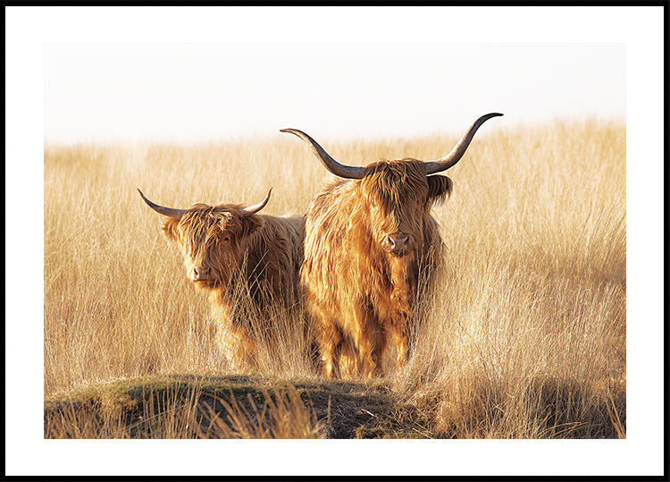Junges und altes Highlander-Poster