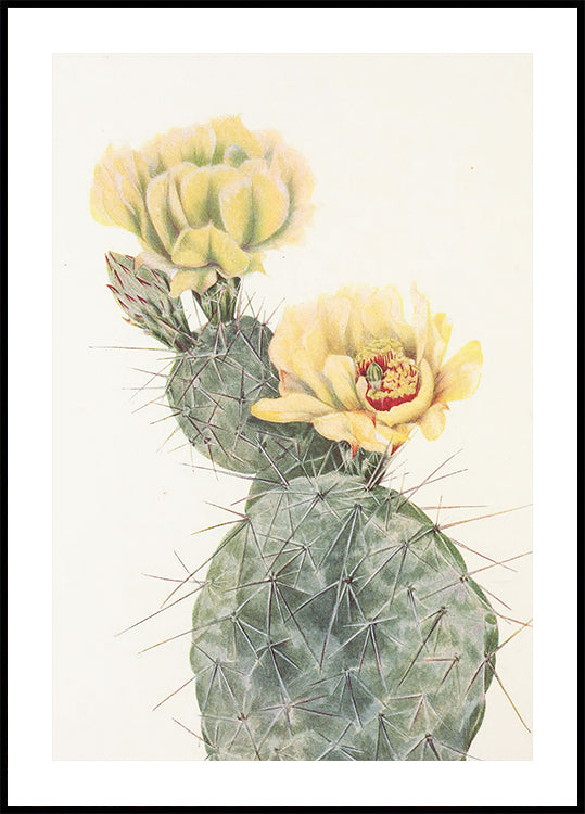 Missouri-Feigenkaktus aus nordamerikanischen Wildblumen (1925) von Mary Vaux Walcott. Plakat