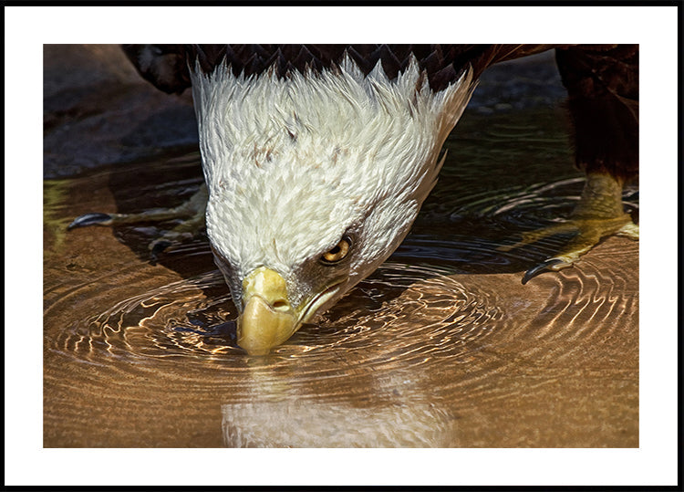 Cooles Getränk an einem heißen Tag Poster