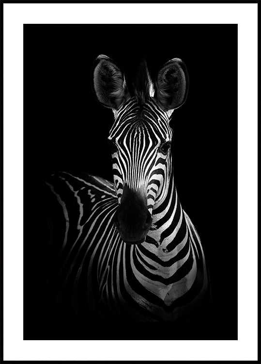 Das Zebra-Poster