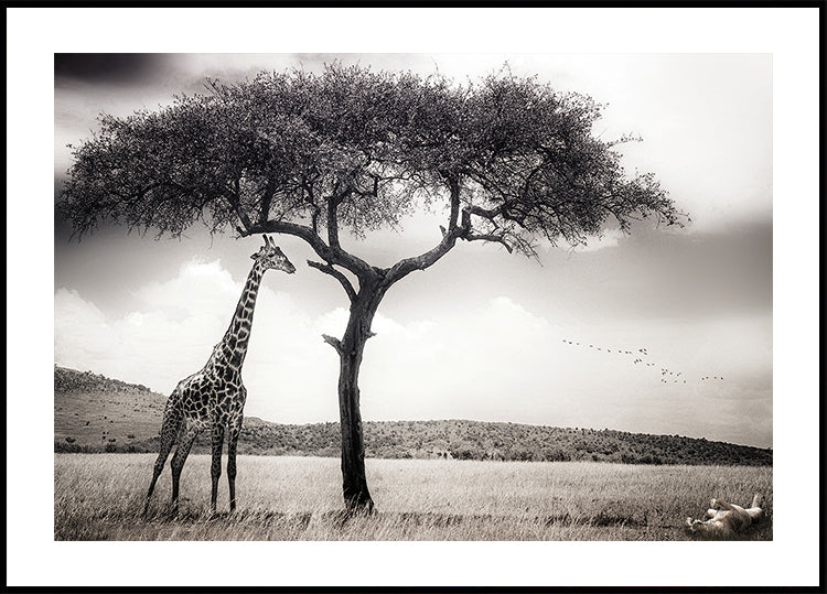 unter der afrikanischen Sonne Poster