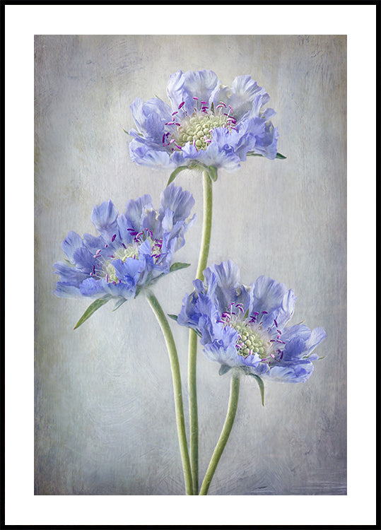 Scabiosa-Poster