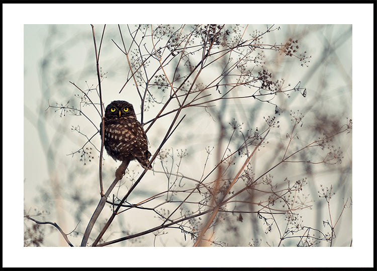 Schau mich an! Poster