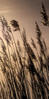 Reeds at Sunset Plakat - Posterbox.dk