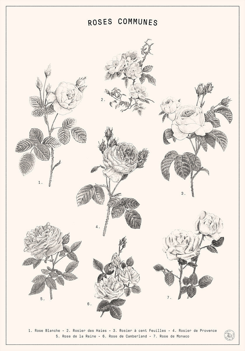 Roses Poster