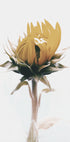 Yellow Sunflower Plakat - Posterbox.dk