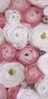 Scattered ranunculus in muted pink II Plakat - Posterbox