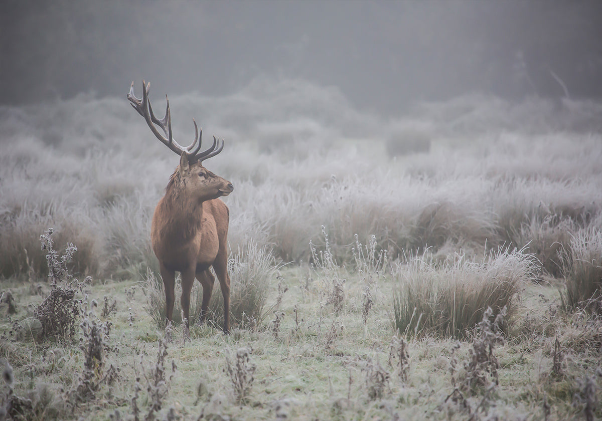 Prideful. deer . Plakat - Posterbox