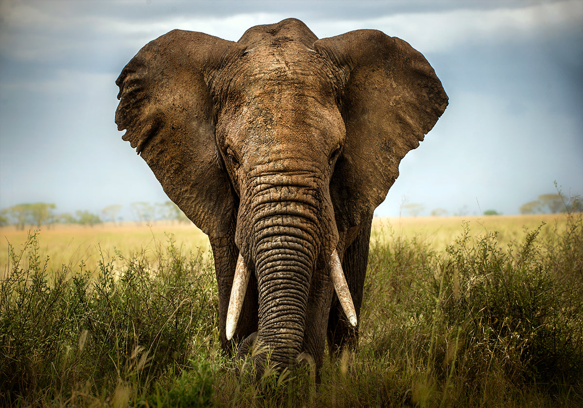 Encounters in Serengeti - Posterbox